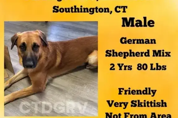 Lost Dog: Tan, 80lb, Partridge Dr, Help!
