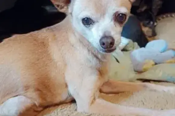 Lost Dog: Tan/Orange Near San Ignacio Ave