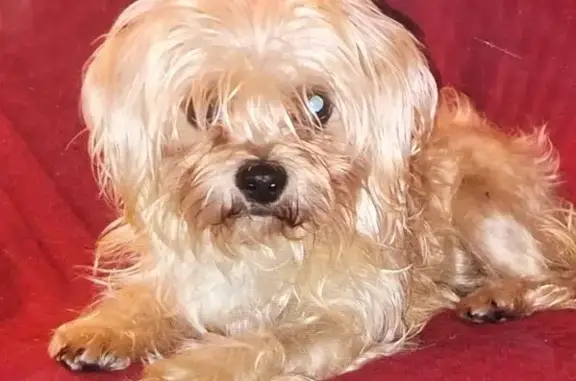 Lost Friendly Dog: Light Brown, Wavy Fur