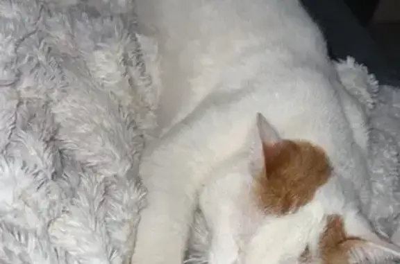 Chat perdu : Rookie, mâle blanc et roux, craintif - photo