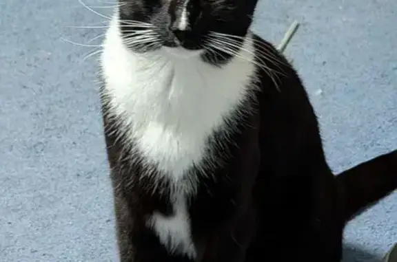 Lost Tuxedo Cat: Friendly Diva on Morris