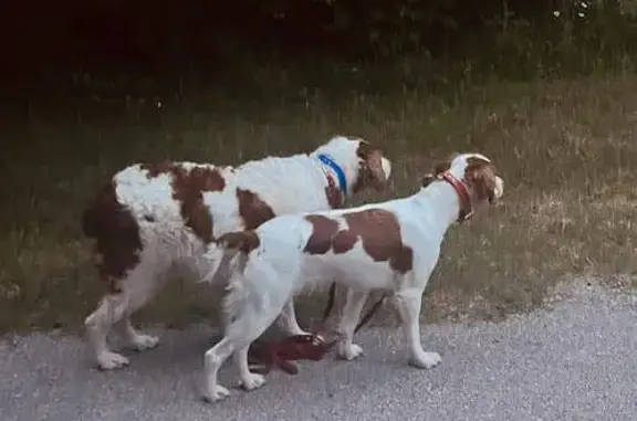 Lost: Two Friendly Brittany Spaniels