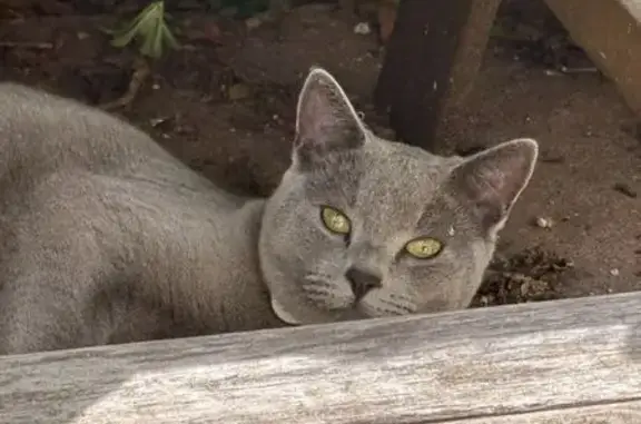 Lost Red Cat: Friendly, Missing SF