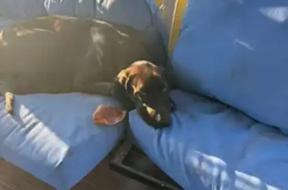 Lost Brown Dog with White Neck Spots