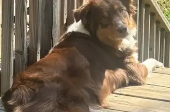 Lost Dog on South Park St, Little Rock