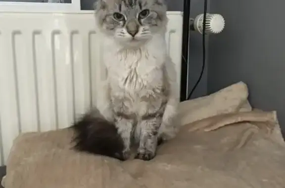 Chatte perdue, couleur crème, Thionville - photo