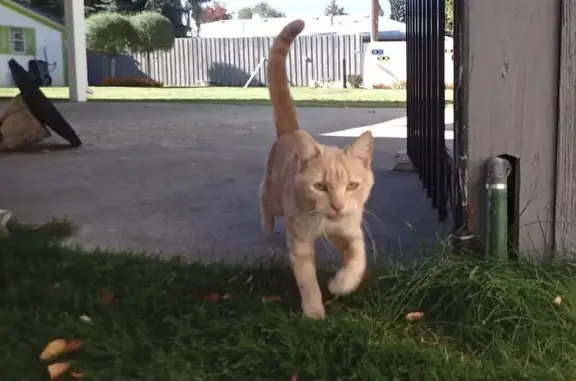 Found pets Idaho Falls, photo: Friendly Young Orange Cat Found in Idaho