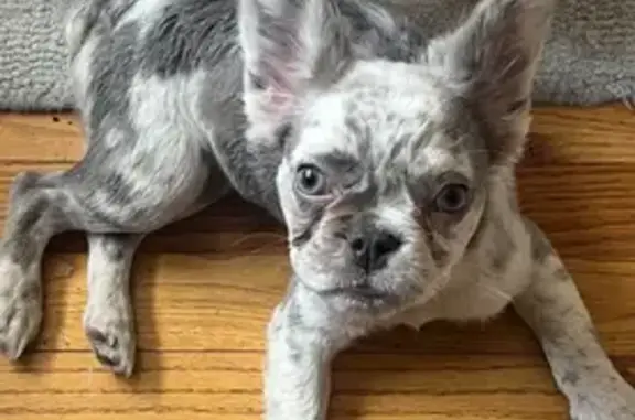Missing dog Houston, photo: Lost Dog Alert: Shearn St, Houston 2414