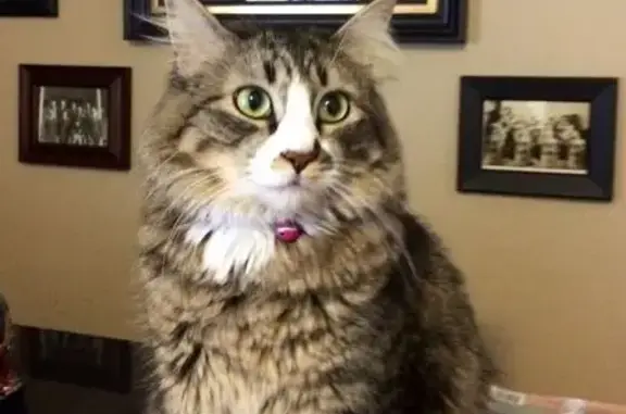 Lost Shy Cat: Tri-Color, Seton Place