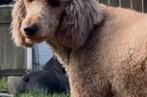 Missing dog Harlingen, photo: Lost Brown/Red Poodle on Marshall Ave