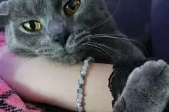 Lost Gray Cat: Finn, Halloween Collar