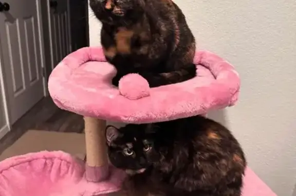 Lost and found pets Waterford, photo: Lost Tortishell Cat: Mika on Welch St