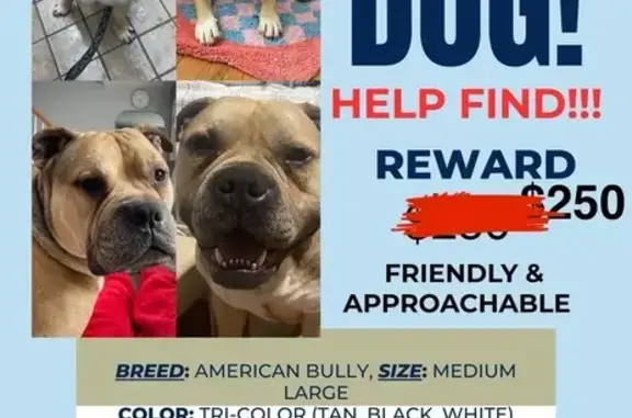 Lost American Bully: Help Us Find Him!
