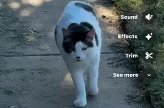Lost Fluffy Cat: Spotted in OKC Area