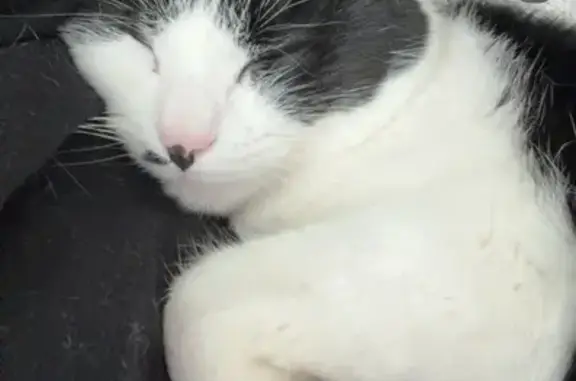 Lost Cat: Black & White with 'Stache