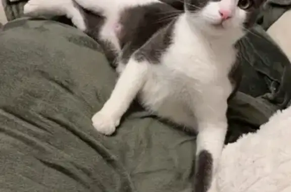 Chat perdu à Goudelin : Yoko, gris et blanc - photo