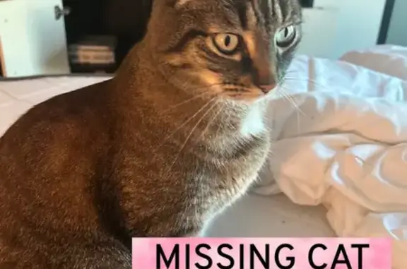 Lost Tabby: Bright Eyes & Unique Markings