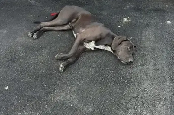 Lost Dog: Playful Pup Missing in St. Cloud