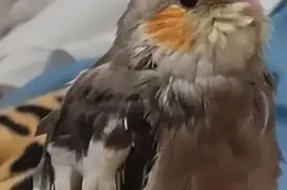 pássaro desaparecida