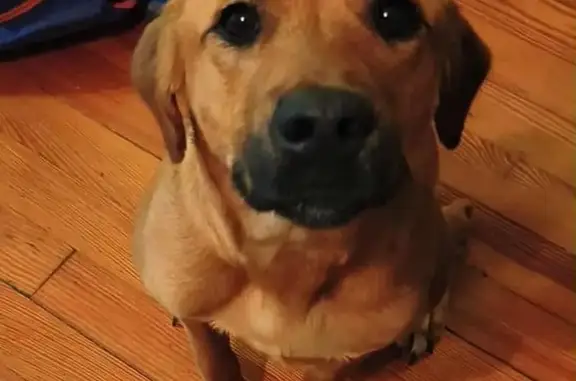 Lost and found pets Cape Girardeau, photo: Lost Dog: Unique Markings, South Sprigg St