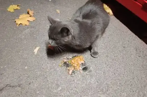 Знайдена домашня кішка біля АТ...