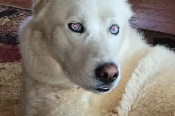 Lost White Husky: Sweet, Trained, Chatty