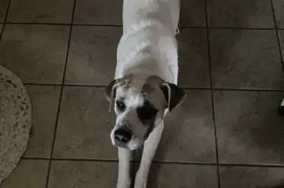 Found dog Mountain Home, photo: Found Dog: White & Tan, Mountain Home