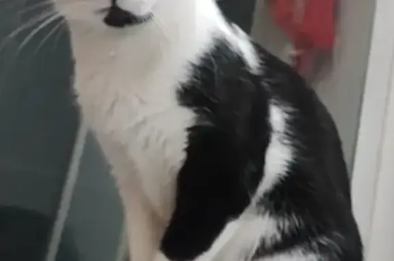 Gato Perdido: Mancha Negra en Nariz y Barbilla