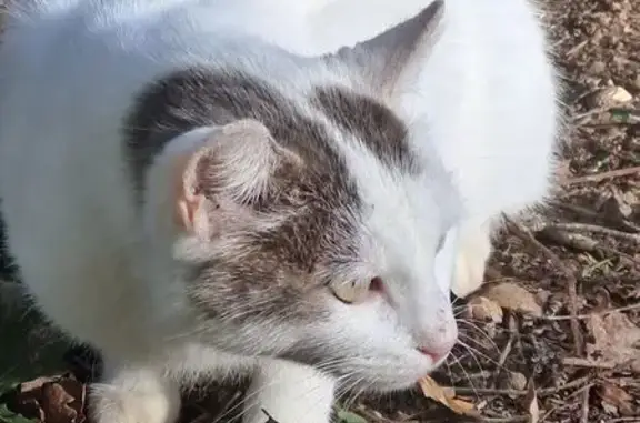Animaux trouvés Lanester, photo: Chat blanc trouvé, tâche noire, Lanester
