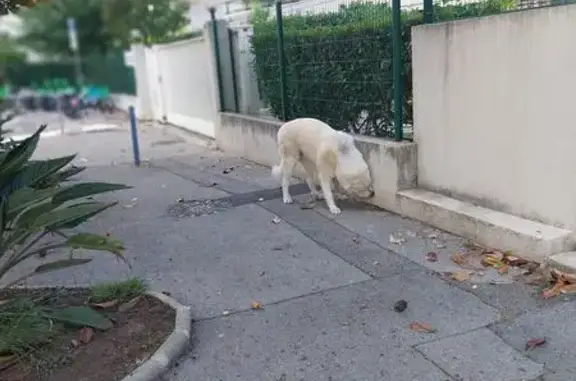 Chien trouvé Cagnes-sur-Mer, photo: Chien craintif aperçu Avenue des Tuilières