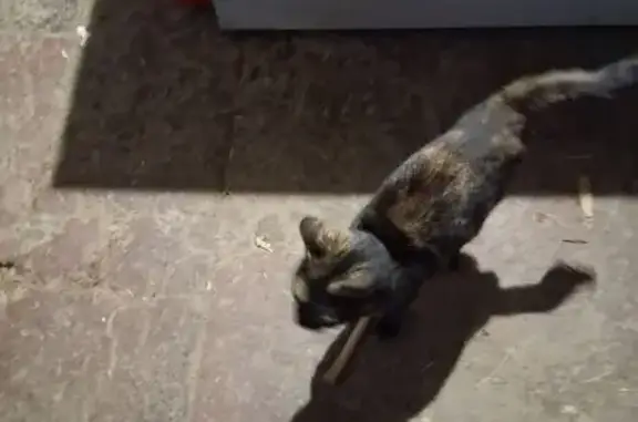 Animaux trouvés , photo: Chaton tacheté sociable trouvé à Lanta