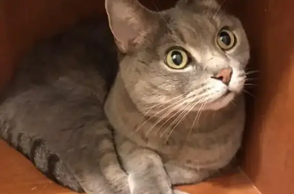 Lost: Friendly Gray Cat, 17 Yrs, El Cajon
