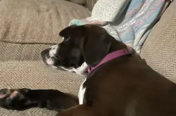 Lost Bassett Mix: Black & White, Tolono