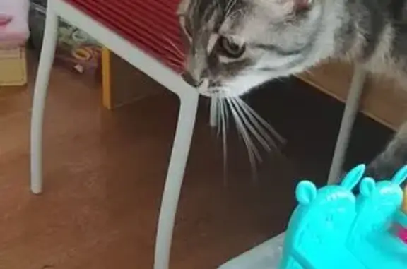 Animaux trouvés , photo: Chatte docile trouvée à Cherbourg