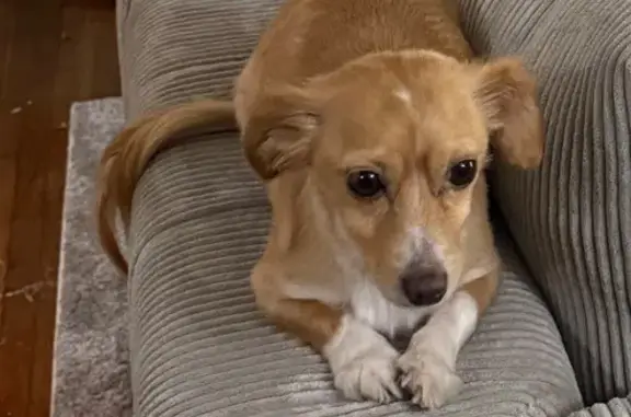 Lost Tan Chihuahua Mix on Leonine St.