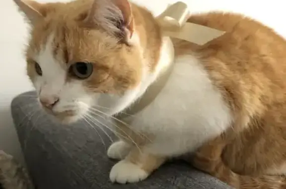 Chat perdu, Les Sables-d'Olonne, photo: Chatte rousse-blanche perdue, 6 ans, craintive