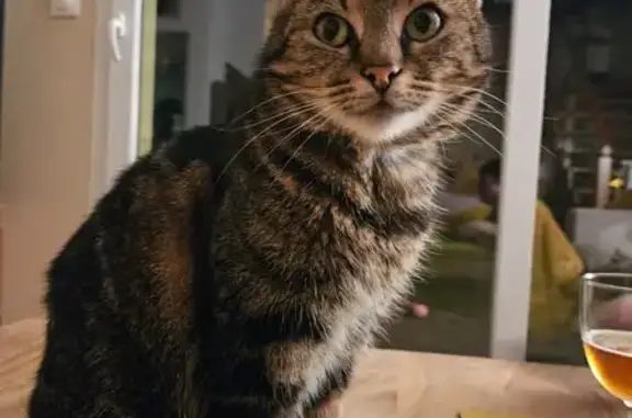Chat perdu, La Selle-la-Forge, photo: Chatte tigrée perdue à La Selle-la-Forge