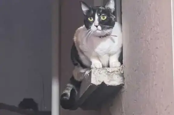 Gatita Cálico Perdida en Aljib...