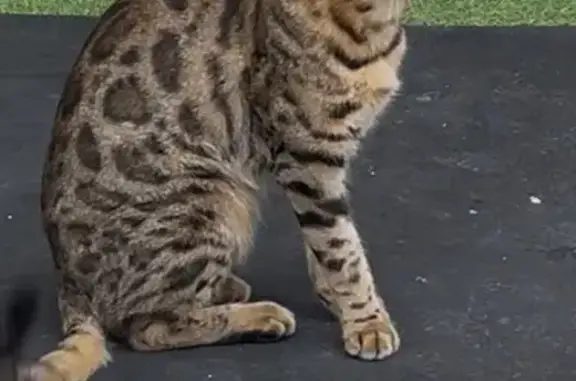 Perdu : Chat Bengal 3 ans, Lescar - photo