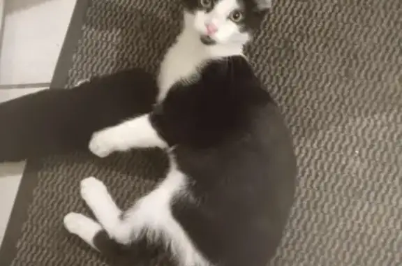 Chat noir et blanc perdu à Glos - photo