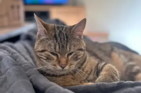 Chat perdu, , photo: Chat perdue, sauvage, Place Perier