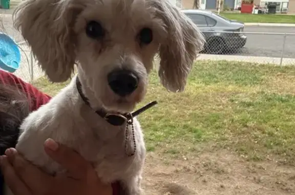 Found pets Orem, photo: Found: White Mini Poodle on Sandhill Rd