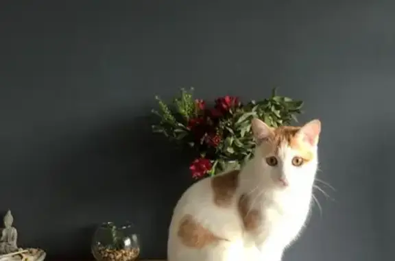 Chat blanc/roux perdu, 5 ans, Rue des Écoliers - photo