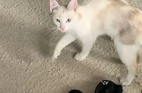 Знайдена кішка на Юрківській,...