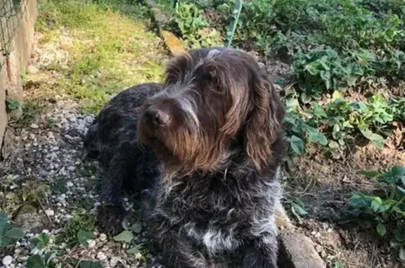 Chien perdu , photo : Griffon Khortal mâle perdu à Herrin