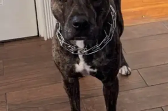 Lost Pit Bull: Brown/Black, Valley Stream