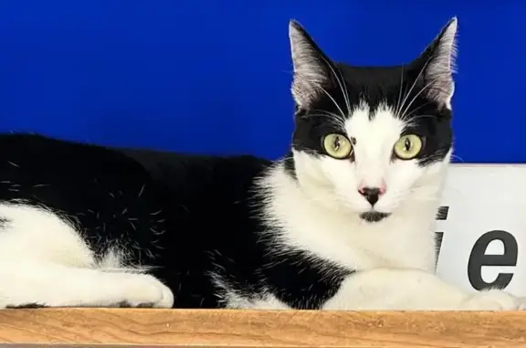 Chatte perdue noire/blanche à Joué-lès-Tours - photo