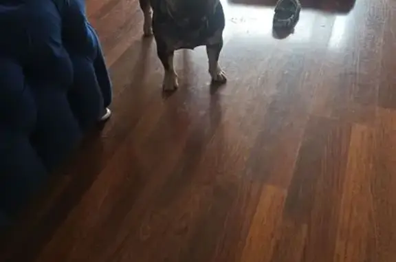 Lost Puppy: Bentley Missing in Hanover Park