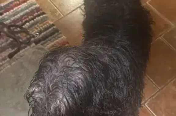 Animaux trouvés , photo: Chien peureux trouvé à La Côte-aux-Fées