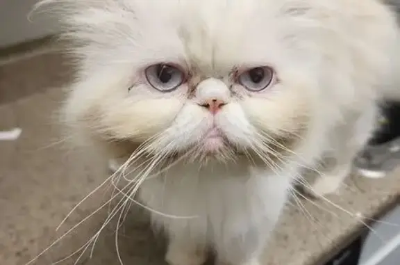 Lost White Cat: Blue Eyes, Pink Nose